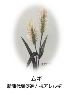 ムギ|美肌効果/デトックス効果/アレルギー抑制