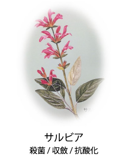 サルビア|殺菌/収斂/抗酸化作用
