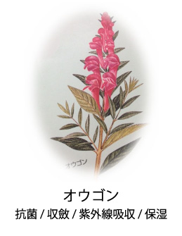 オウゴン|抗菌/収斂/紫外線吸収/保湿