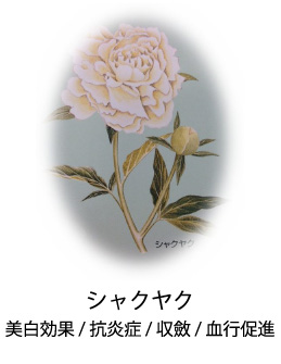 シャクヤク|美白効果/収斂/血行促進