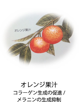 オレンジ果汁|コラーゲン生成の促進/メラニンの生成抑制