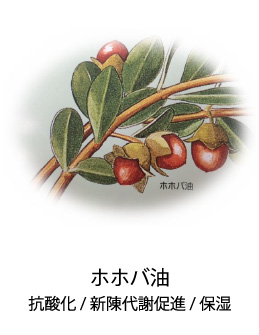 ホホバ油|抗酸化/新陳代謝促進//保湿