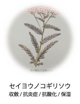 セイヨウノコギリソウ|収斂/抗炎症/抗酸化/保湿