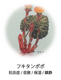 フキタンポポ|抗炎症/収斂/保湿/鎮静