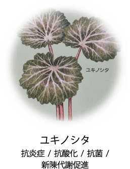 ユキノシタ|抗炎症/抗酸化/抗菌/新陳代謝促進