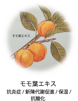 モモ葉エキス|抗炎症/新陳代謝促進/保湿/抗酸化