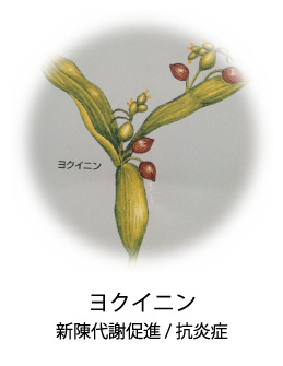 ヨクイニン|新陳代謝促進/抗炎症