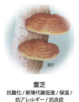 霊芝|抗酸化/新陳代謝促進/抗アレルギー/抗炎症