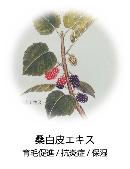 桑白皮エキス|発毛促進/抗炎症/保湿