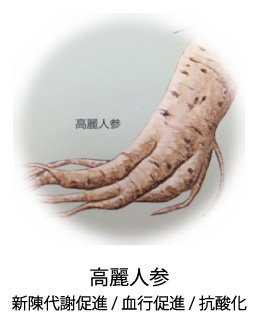 高麗人参|新陳代謝促進/血行促進/抗酸化