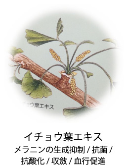 イチョウ葉エキス|メラニンの生成/抗菌/抗酸化/収斂/血行促進